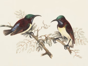 Newsletter Popup Image